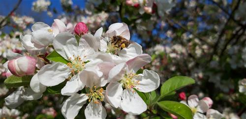 Concours photo sur la biodiversité