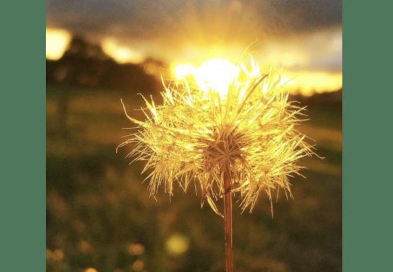 Les photos gagnantes du Concours sur le thème de la biodiversité